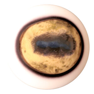 Payer Sheep Eye with Defined Cornea and White Band