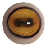 Payer Aoudad Eyes with White Band