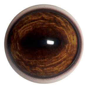 Payer Deer Eye with Narrow White Band