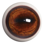 Payer Deer Eye Forward Looking with White Band
