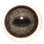 Tohickon Caribou Eyes with White Band