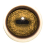 Tohickon Mountain Goat Quantum-VX Prestige Eyes with White Band