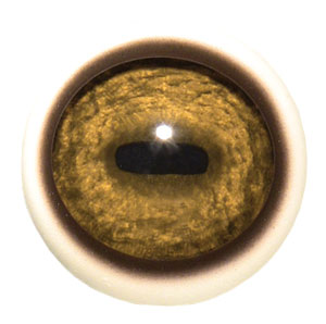 Tohickon Mountain Goat Quantum-VX Prestige Eyes with White Band