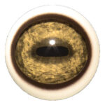 Tohickon Wildebeest Quantum-VX Prestige Eyes with White Band