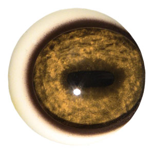 Tohickon Mountain Goat Quantum-VX Prestige Pre-Rotated Eyes