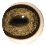 Tohickon Wildebeest Quantum-VX Prestige Eyes Pre-Rotated