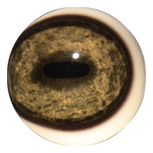 Tohickon Wildebeest Quantum-VX Prestige Eyes Pre-Rotated