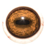 Tohickon Quantum-VX Prestige Elk Eyes with White Band and Veins