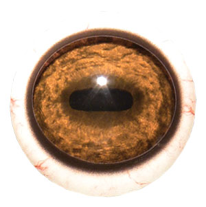 Tohickon Quantum-VX Prestige Elk Eyes with White Band and Veins
