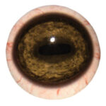 Tohickon Mountain Goat Quantum-VX Prestige Eyes with White Band and Veins