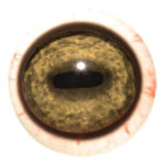 Tohickon Wildebeest Quantum-VX Prestige Eyes with Veins