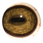 Tohickon Mountain Goat Quantum-VX Prestige Pre-Rotated Eyes with Veins