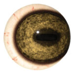 Tohickon Wildebeest Quantum-VX Prestige Eyes Pre-Rotated with Veins