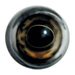 Largemouth Bass Flex Eyes