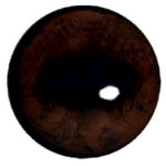 Van Dyke Deer Eye Concave/Convex
