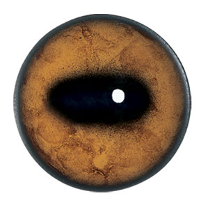 Van Dyke Bighorn Concave/Convex Eyes