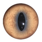 Van Dyke Bobcat Eye Concave/Convex