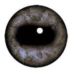 Van Dyke Caribou Eyes Concave/Convex