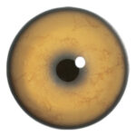 Van Dyke Cougar Concave/Convex Eyes