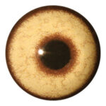 Van Dyke Coyote Concave/Convex Eyes