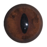 Van Dyke Gray Fox Concave/Convex Eyes
