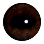 Van Dyke Moose Eyes Concave/Convex
