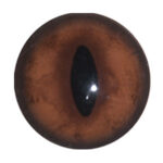 Van Dyke Red Fox Concave/Convex Eyes