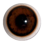 Van Dyke Concave/Convex Bear Eye with White Band