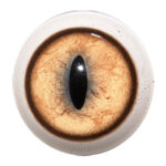 Van Dyke Bobcat Eye Concave/Convex with White Band