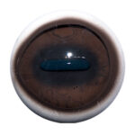 Van Dyke Aspheric Deer Eye with White Band