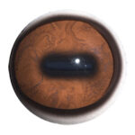 Van Dyke Elk Eyes Pre-Rotated with White Band