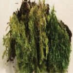 Preserved Moss