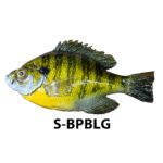 Bluegill