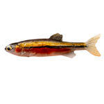 Minnow