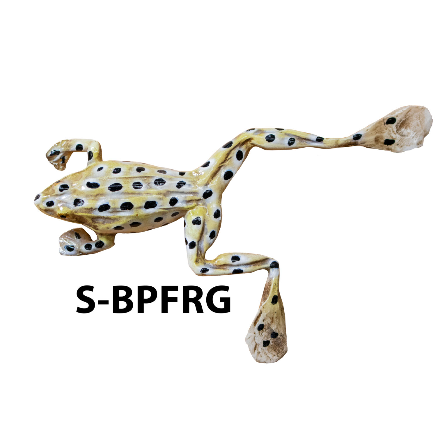 Frog Habitat Fish Replica | Research Mannikins Taxidermy Supply