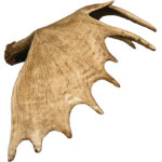Moose Antler
