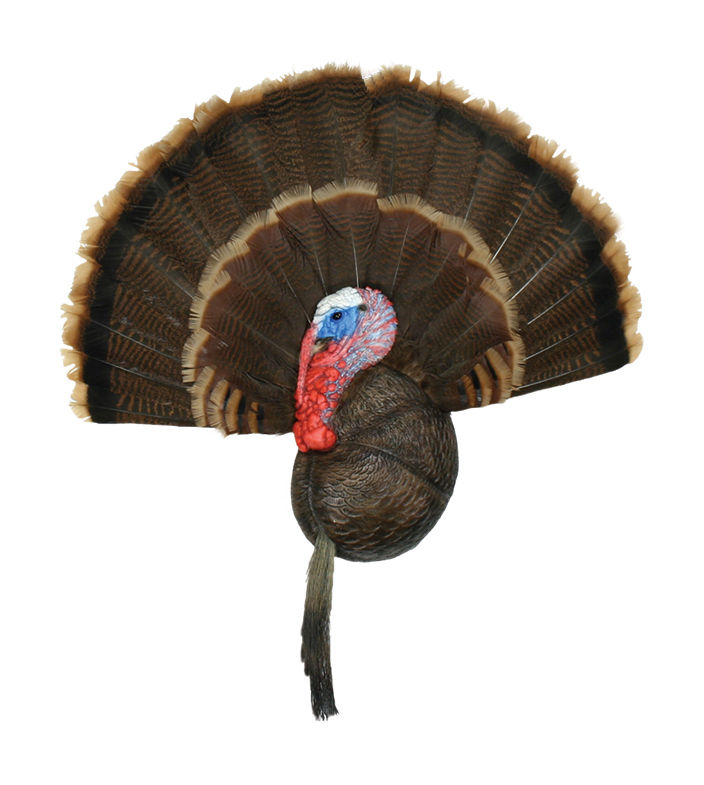 Sculpted Turkey Beard & Fan Mount Research Mannikins Taxidermy Supply