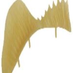 Anal And Dorsal Fins Smallmouth Bass