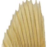 Anal And Dorsal Fins Walleye