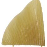 Anal And Dorsal Fins Walleye