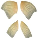 Pectoral And Pelvic Fins Steelhead Trout