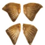 Pectoral And Pelvic Fins Steelhead Trout