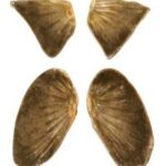 Pectoral And Pelvic Fins Bluegill