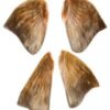Pectoral And Pelvic Fins Steelhead Trout