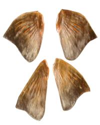 Pectoral And Pelvic Fins Steelhead Trout