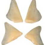 Pectoral And Pelvic Fins Paddlefish