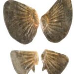 Pectoral And Pelvic Fins Smallmouth Bass