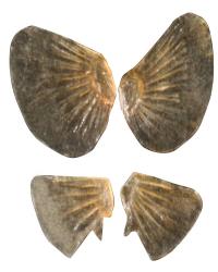 Pectoral And Pelvic Fins Smallmouth Bass