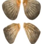 Pectoral And Pelvic Fins Walleye