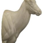 Rusa Deer